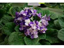 ������� ����� (������).jpg