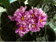 ���-������� ���.jpg