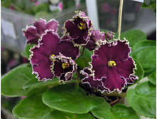 ������ �������.jpg