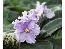 ��-���������� ������.jpg