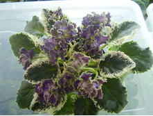 ��-����� ����.jpg