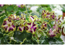 ������ ����   .jpg