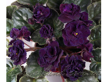 ������� (�.������).jpg