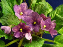 ������� ��������.jpg