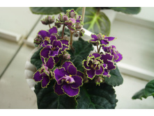 ����� (������).jpg