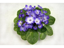 �������������� ������ ( ������ ).jpg