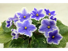 ��- �������.jpg