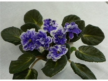 ��-������ ����.jpg