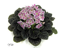 ��-�����У������ ������ (�. �������).jpg