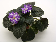 ��-��������� (�. �������)..jpg