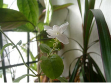 ������ ������ ������