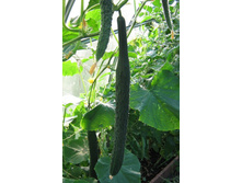 ���� ��������� �����