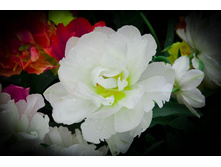 � ��� ���� �������