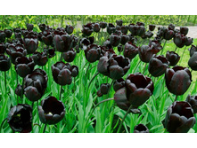 ������ ��������