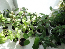 ������ ����������.JPG