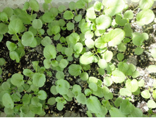 ������ ����.JPG