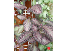 Thad\'s Homemade Wine.JPG