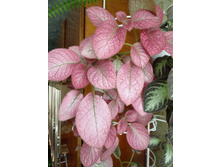 Strawberry �ist.JPG