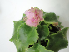 Sassy Sister [����� ������].JPG