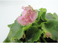 Sassy Sister [����� ������].JPG