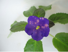 ����������� �������.JPG