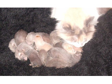 ���������� �������