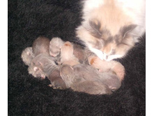 ����-���� ����������