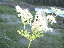 ����������� 036