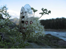 ����������� 037