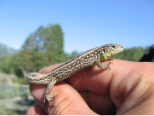 ����������� 074