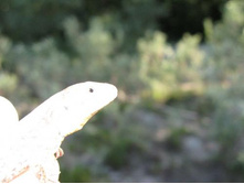 ����������� 071