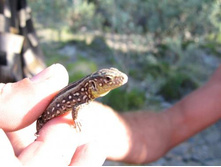 ����������� 073