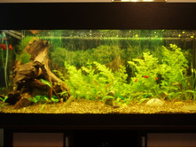 ���� ���