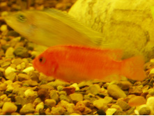 ����� ���