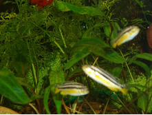 ������� ���������