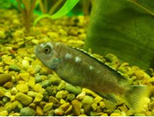 ����� �����