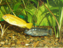 �����, ����� ������, ����� �����