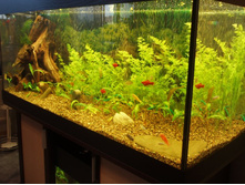 � ����� �������