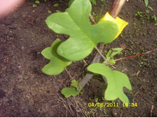 ��� ������.JPG