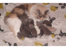 ��� ����-���� � �����