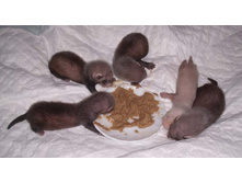 24 ���. ������ ��� ���� ��������������