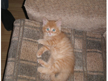 ��������� �������).JPG