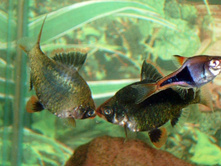 �������-������� �������� ���������