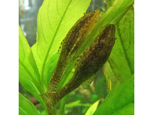 ��� ����������� :))