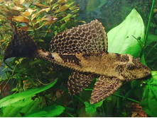 �������� ������������