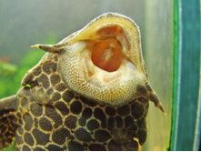 ������ - ��� ������������� :))