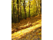 ����� �����)