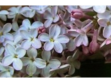 ���������� ��������