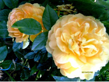 ������� ����.JPG