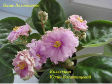 ���� ����������